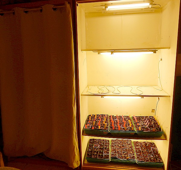 armoire  semis.jpg