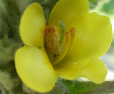 bouillon fleur.jpg