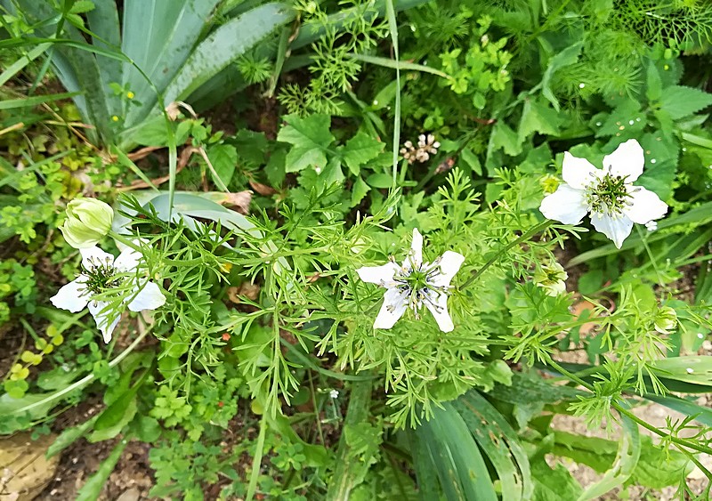 nigelle sativa bleue.jpg