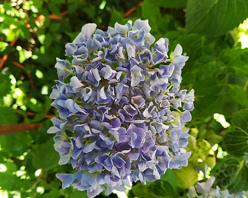 25 hortensia bleu.jpg