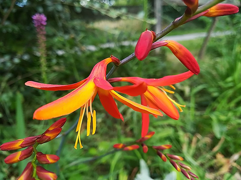 06 Crocosmia.jpg