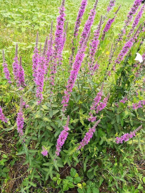 Lythrum salicaria.jpg