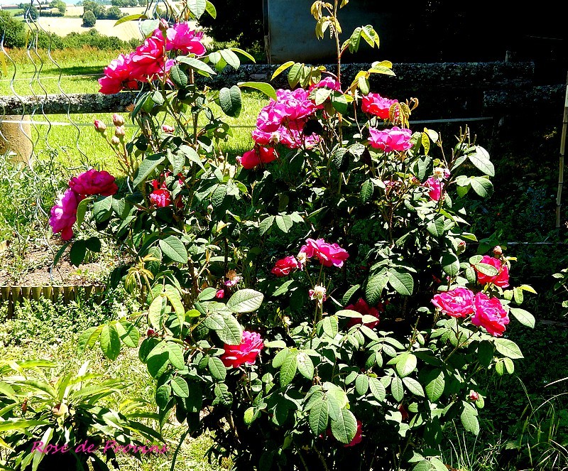 11 rose de provins plant.jpg