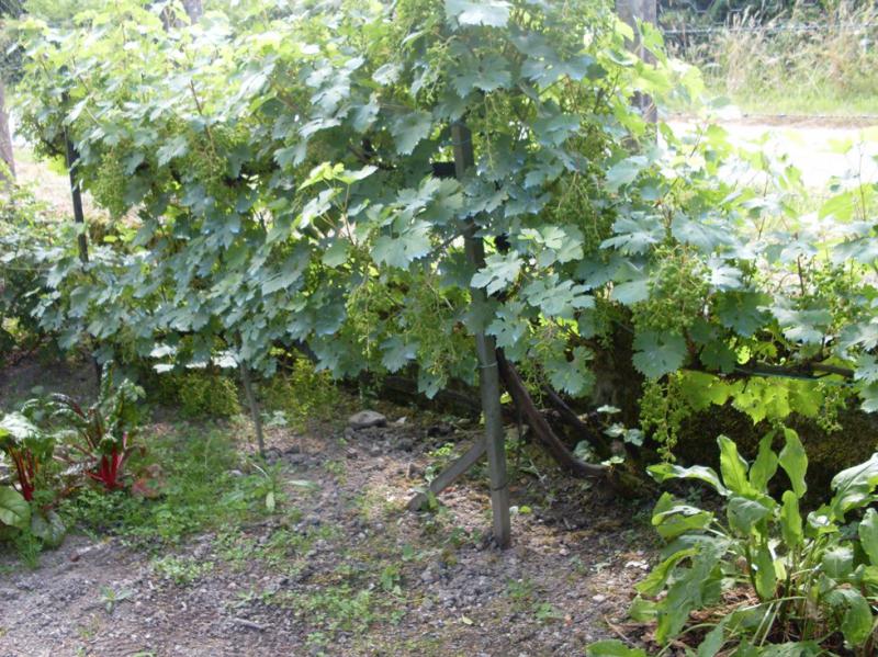 RDT Vigne juillet.jpg