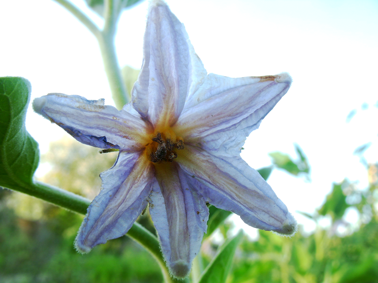 aub-blanche-fleur.png