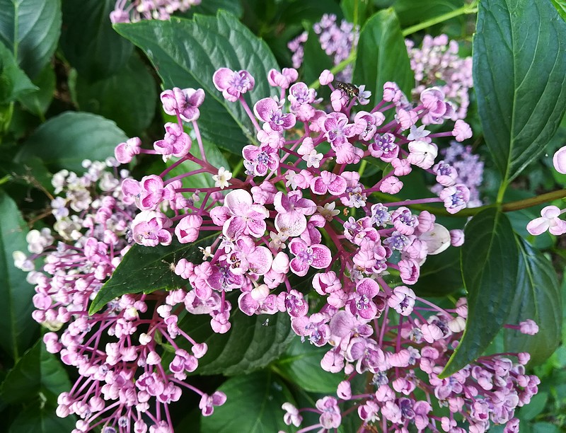 27 hortensia lilas.jpg