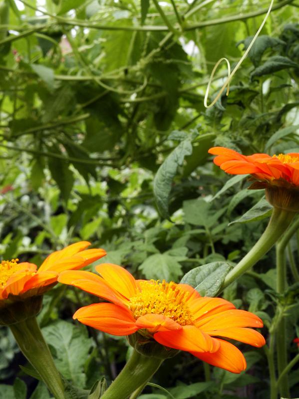 fleur-tithonia-rotundifolia-2.jpg