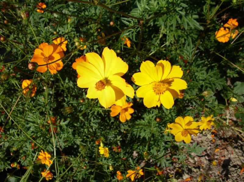 RDT Cosmos Sulphureus-1.jpg