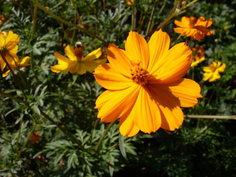 RDT Cosmos Sulphureus-3.jpg