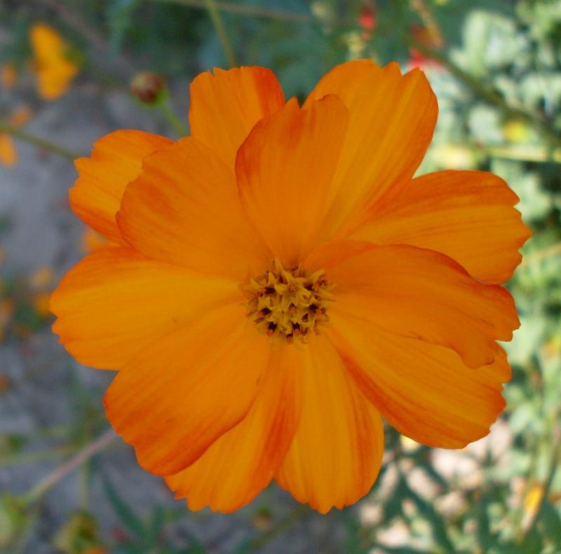 RDT Cosmos Sulphureus-6.jpg