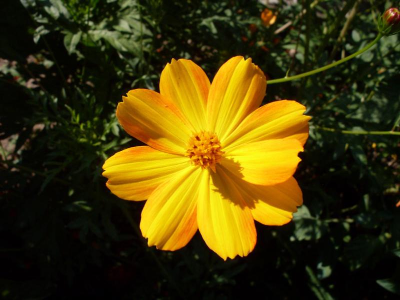 RDT Cosmos Sulphureus-8.jpg