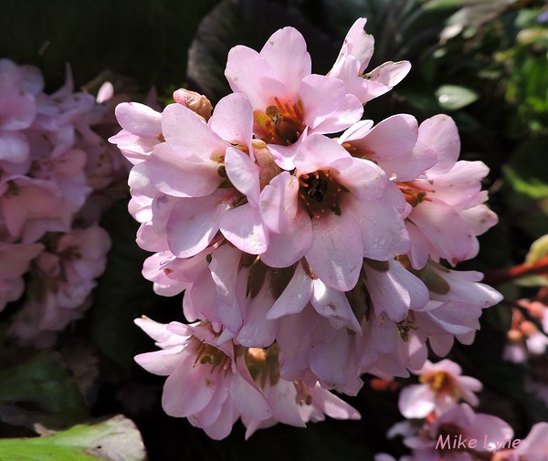 bergenia grandiflora_DSCN0501.jpg