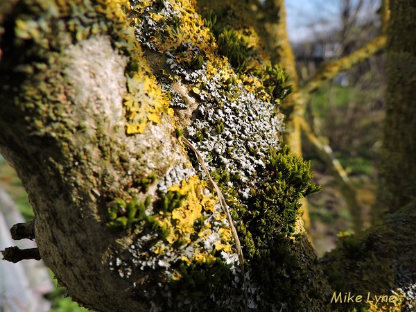 Lichen sur hibiscus syriacus_DSCN0510.jpg