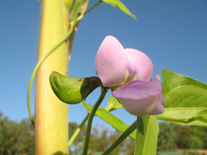 Haric-LongBean-fleur.png