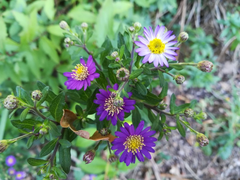 aster bleu violet.jpg