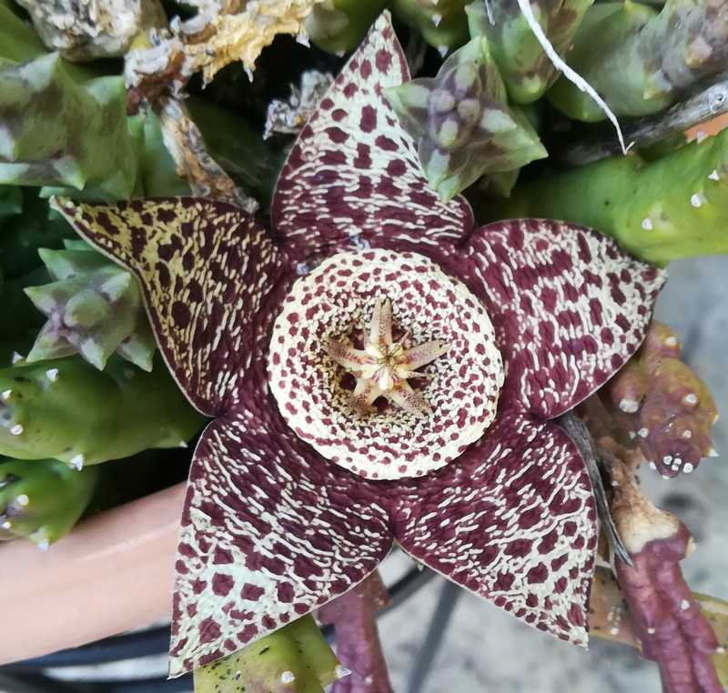 stapelia.jpg