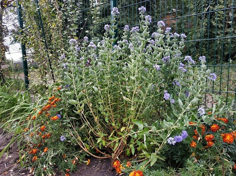 caryopteris grand bleu.jpg