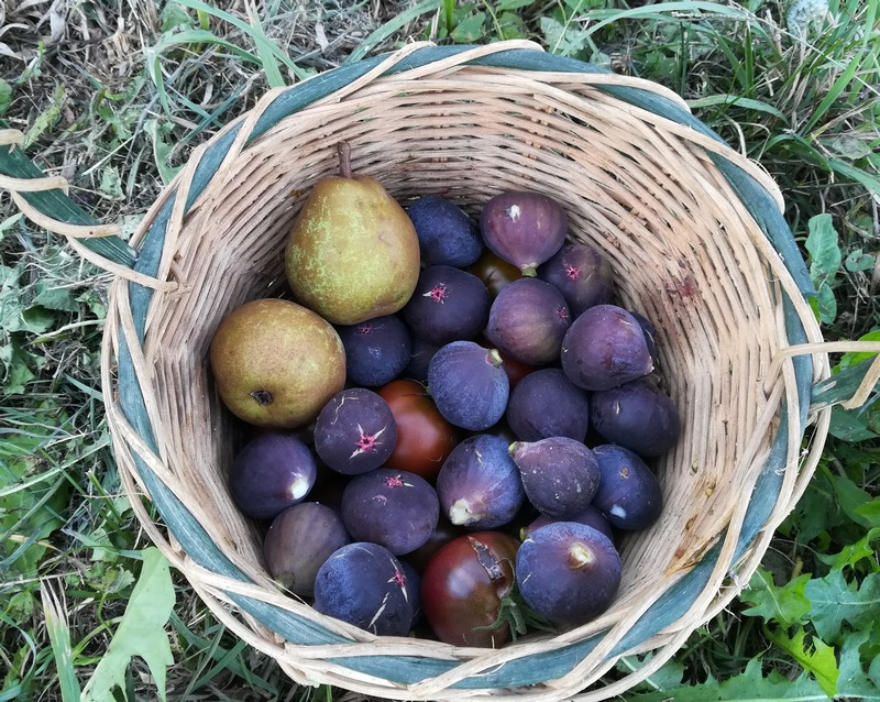 figues paier 3.jpg