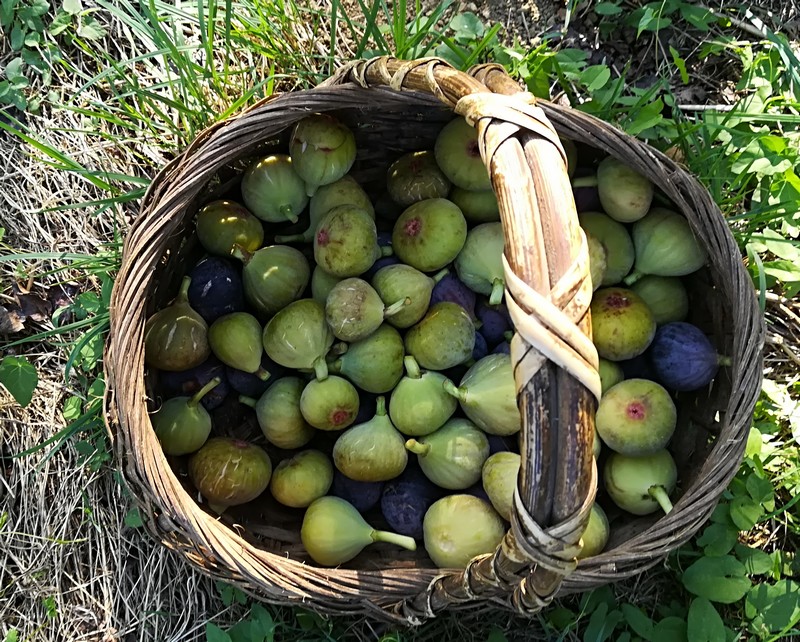 figues panier.jpg