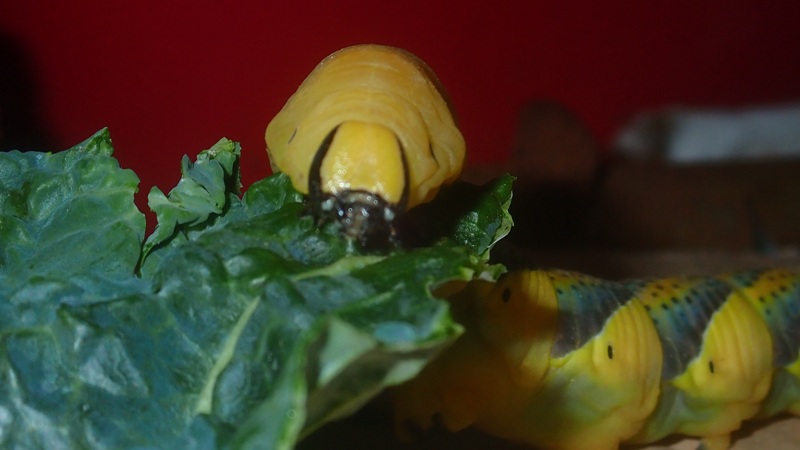 Chenille Sphinx tête de mort (Acherontia atropos).jpg