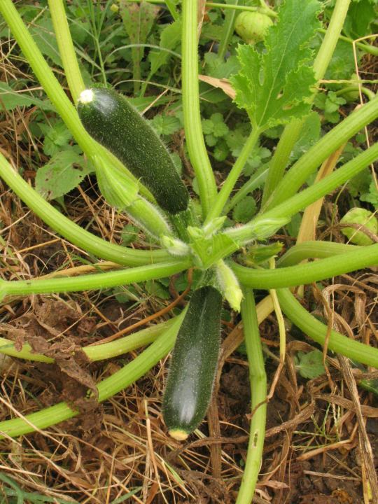 cucourgette.png
