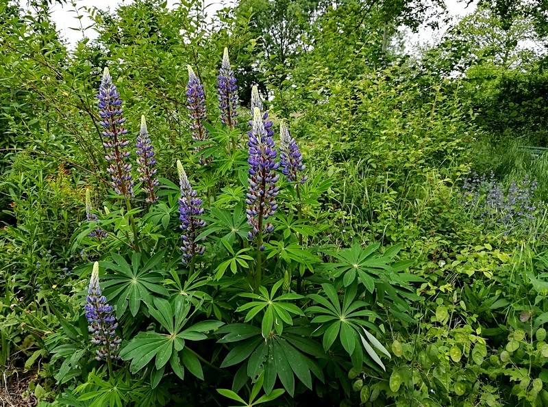 28 lupin de l'Alaska.jpg