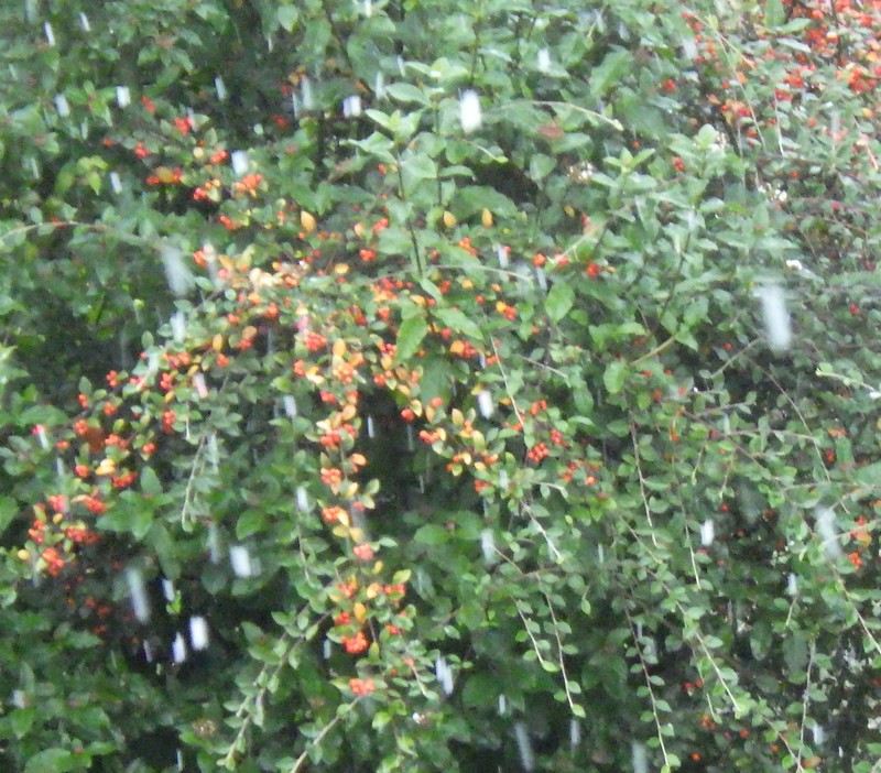 cotoneaster.jpg