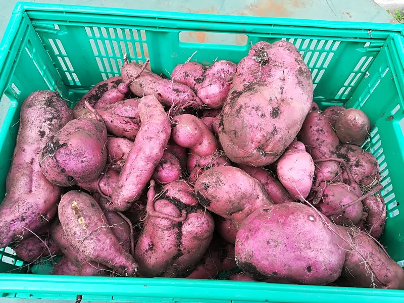 patates douce.jpg