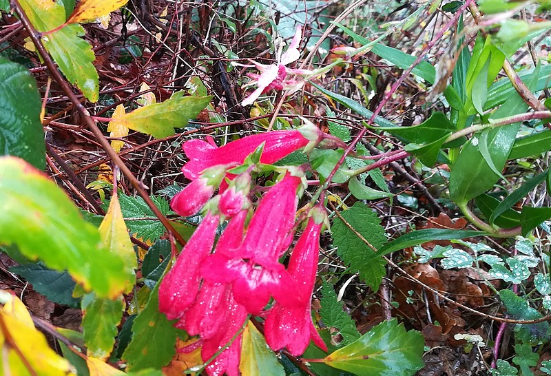 25 penstemon.jpg