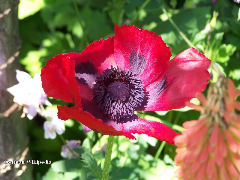 Papaver_bracteatum_im_Botanischen_Garten_Erlangen.jpg