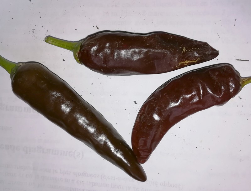 ethiopian brown berbère.jpg