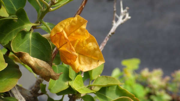 sp_bougainvillee_IMGP3643.jpg