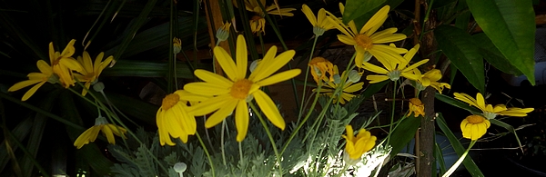 sp_IMGP3682_euryops_pectinatus.jpg