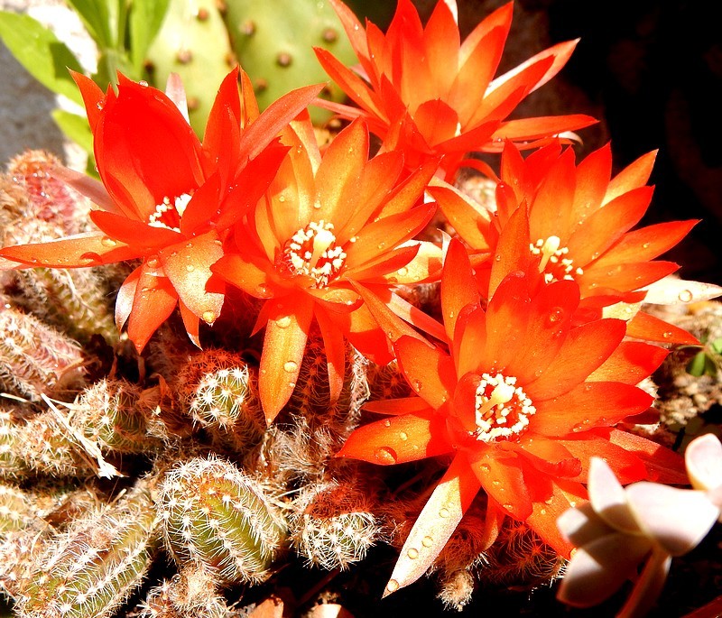 02 Echinopsis Chamaecereus.jpg