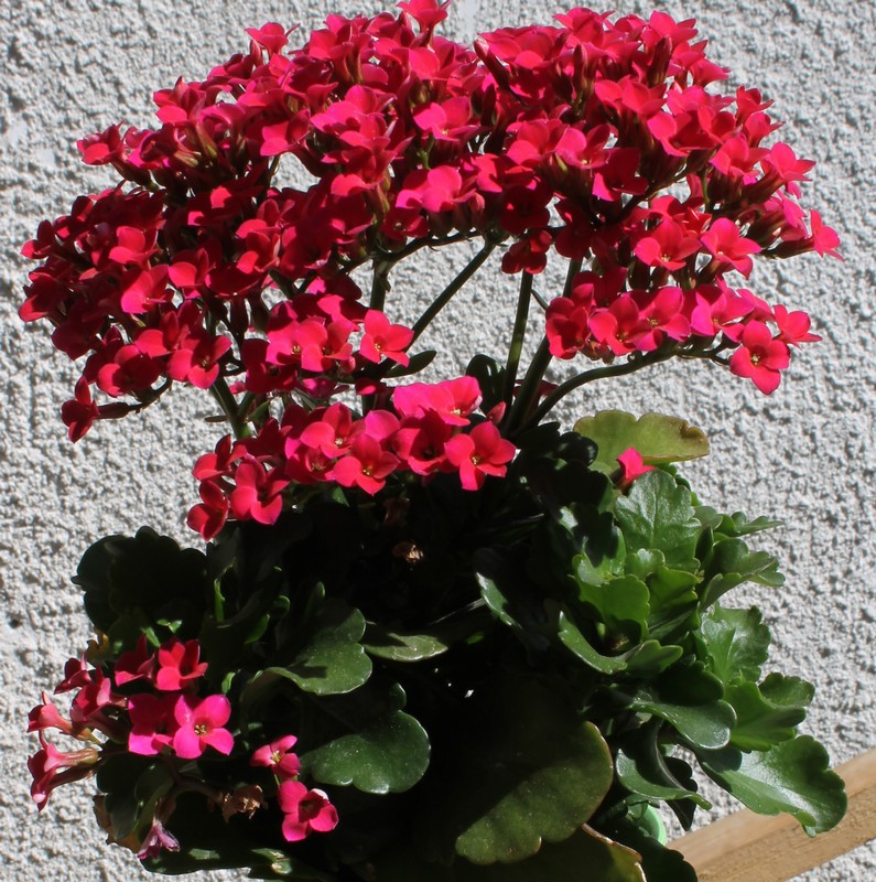 kalanchoe blossfeldiana.jpg