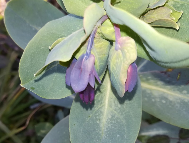 cerinthe.jpg