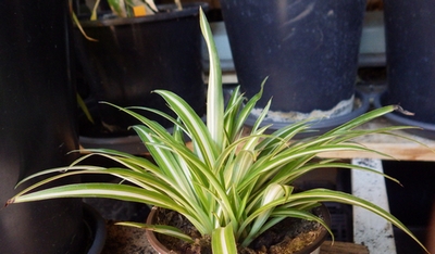 sp_chlorophytum_comosum_IMGP3895.jpg