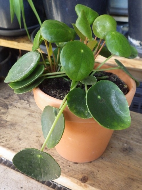 Pilea peperomioides.jpg