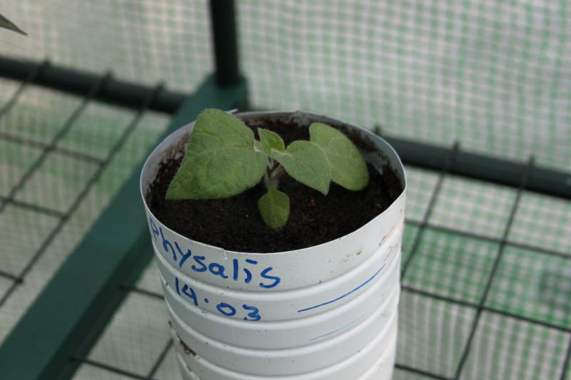 001 physalis 13 04 15.JPG