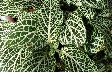 sp_fittonia_01.jpg