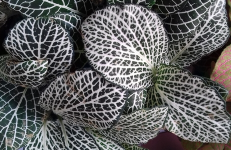 sp_fittonia_03.jpg