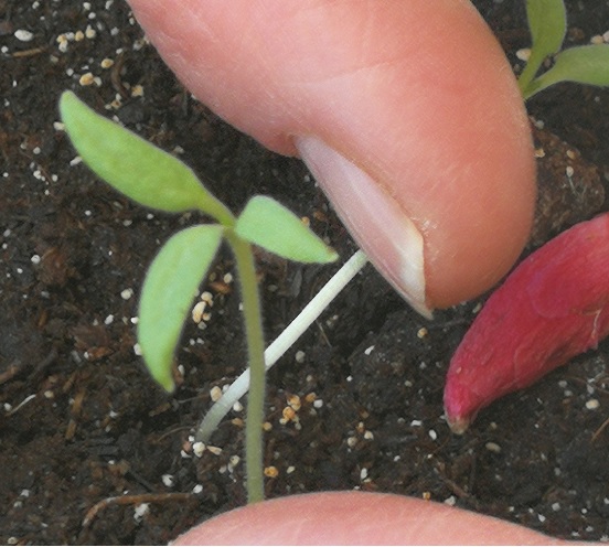 3 cotyledons.jpg