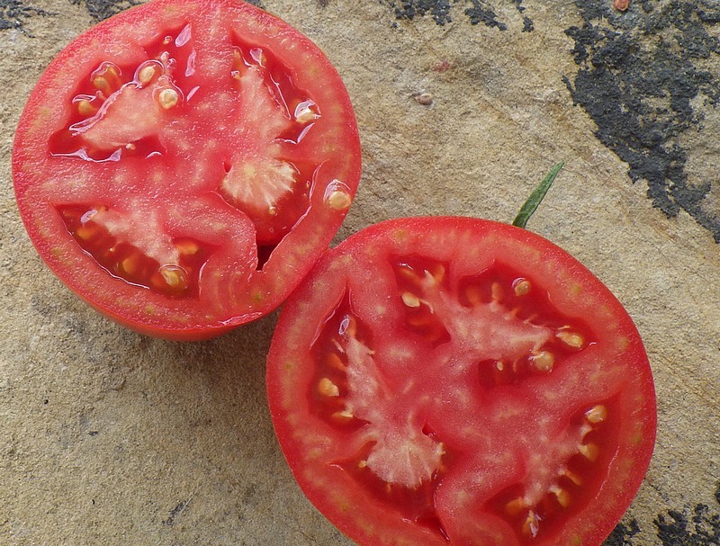 aloe parusa fruit 3.jpg