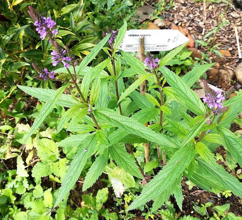 verveine hastée.jpg