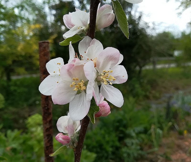 Fleur pomme clochard.jpg