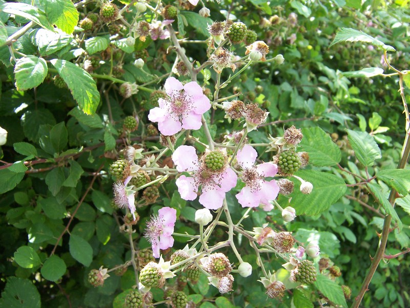 RubusFruticosus_FlowersAndUnripenFruits_02.jpg