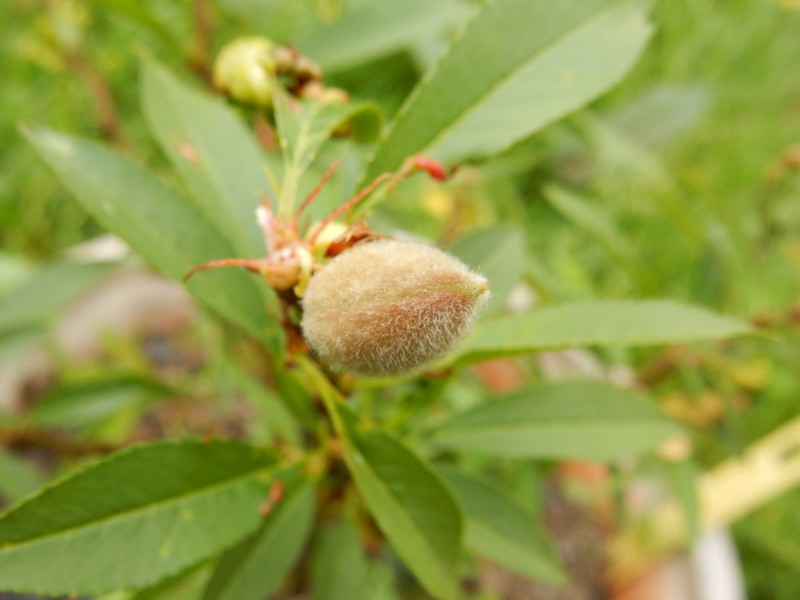 une fleur une peche.jpg