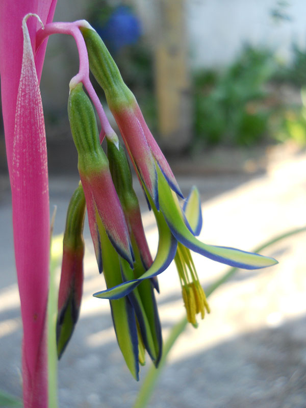 Billbergia nutans.jpg