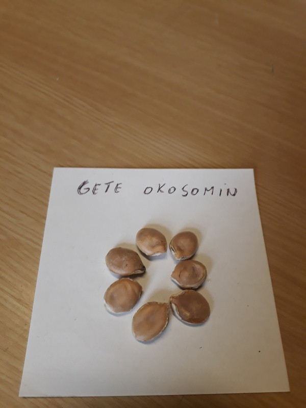 Gete Okosomin graines (Personnalisé).jpg