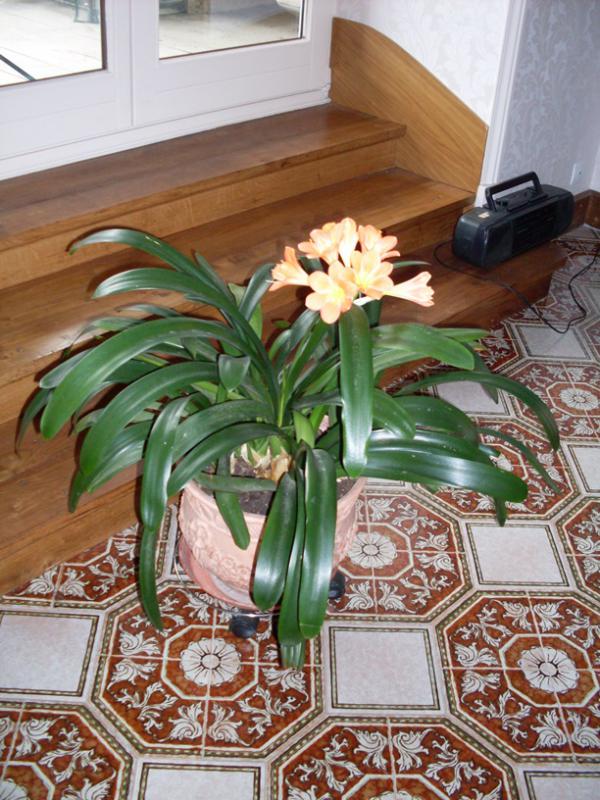 Clivia-rdt.jpg